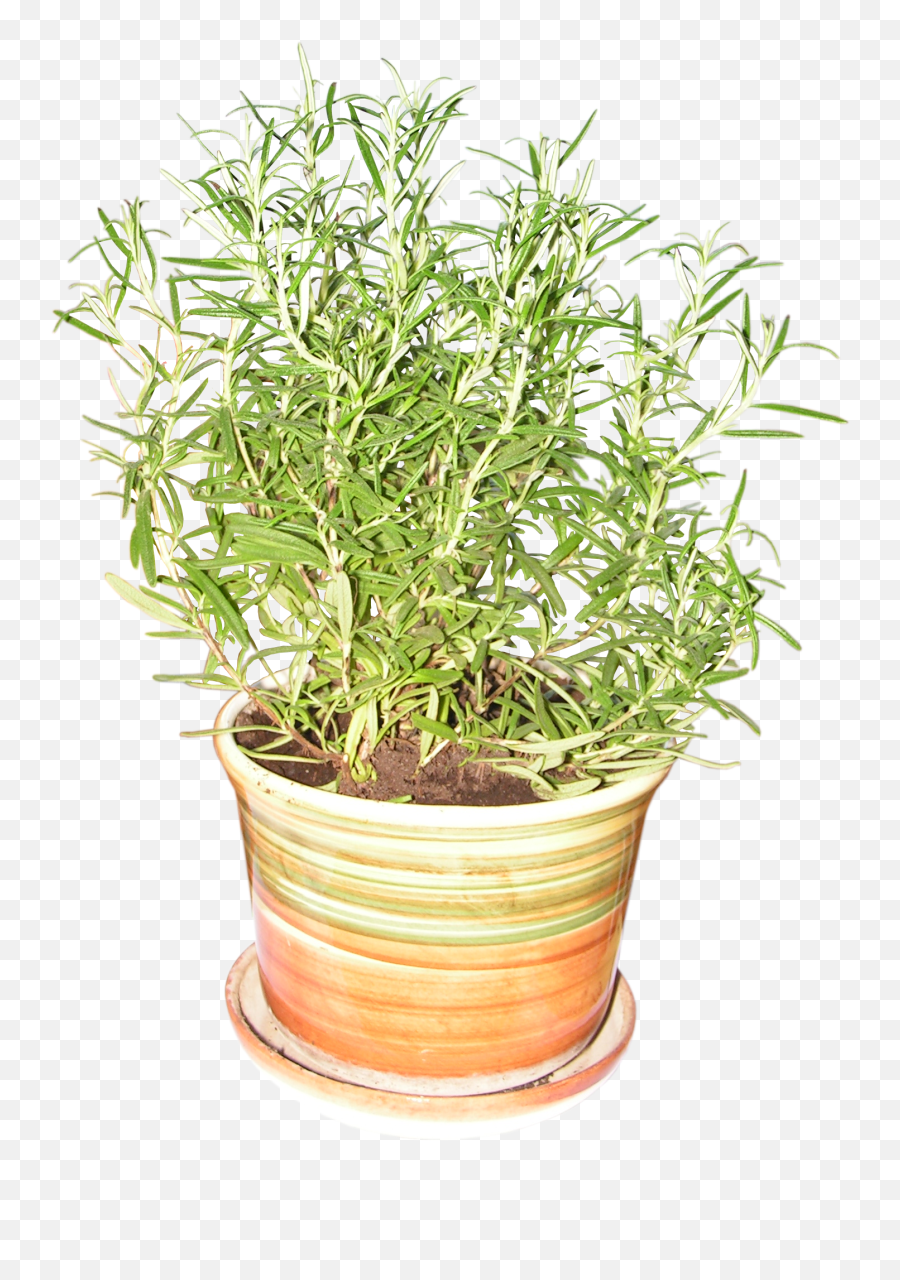 Png Images Herbs Id 20844 - Rosemary Plant In Pot Png Rosemary In A Pot Clipart,Herbs Png