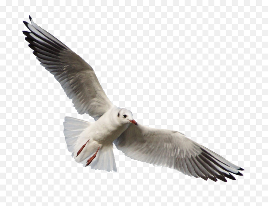 Png Download Gull Images Background - Transparent Background Seagull Png,Seagull Png