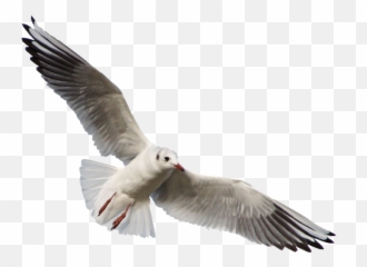 Png Download Gull Images Background - Transparent Background Seagull Png,Seagull Png