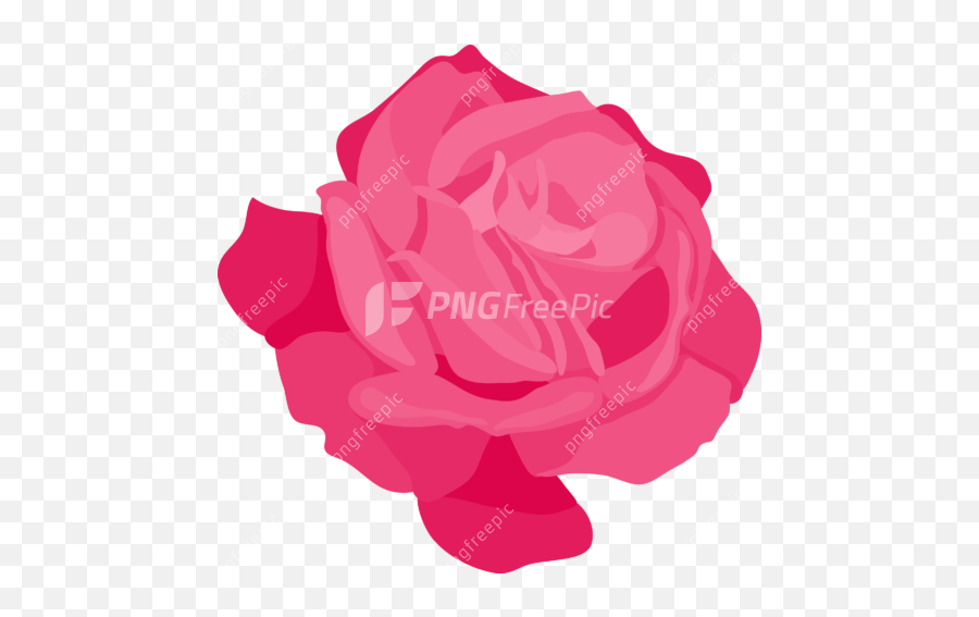 Pink Rose Day Png - Rose Image Download Free Pink,White Rose Icon