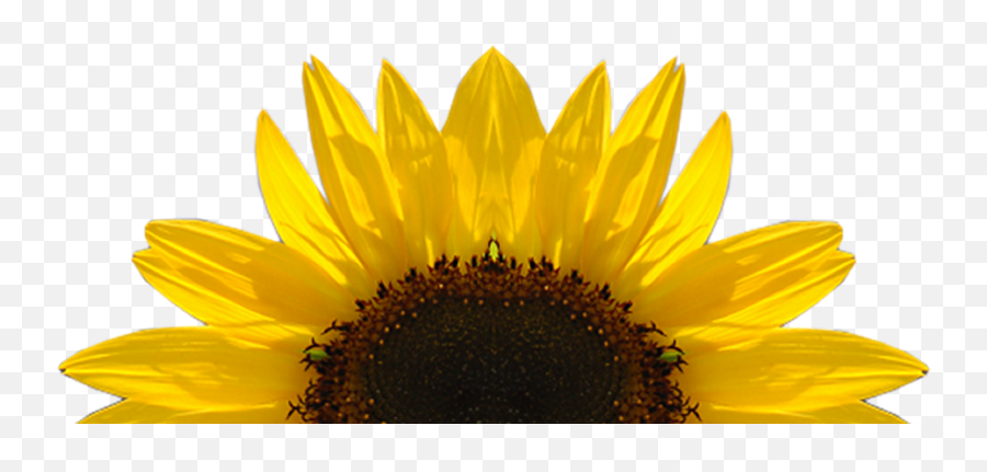 Sunflower Vector Free - Free Sunflower Clipart Png,Watercolor Sunflower Png