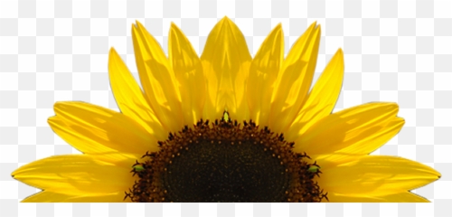 Sunflower Vector Free - Clipart png