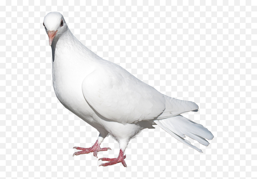 View Full Size - Transparent White Pigeon Png,Pigeons Png