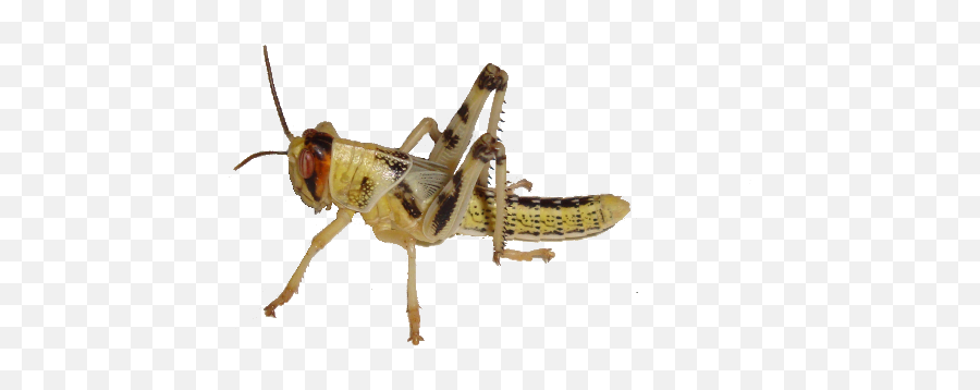 Grasshopper Transparent Png Image - Cricket Insect Transparent Background,Grasshopper Png