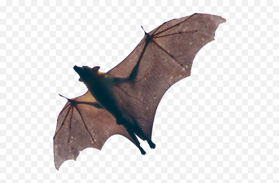 Fruit Bat Png 5 Image - Mess With The Bat,Bat Transparent Background