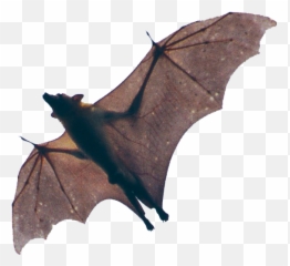 Fruit Bat Png 5 Image - Mess With The Bat