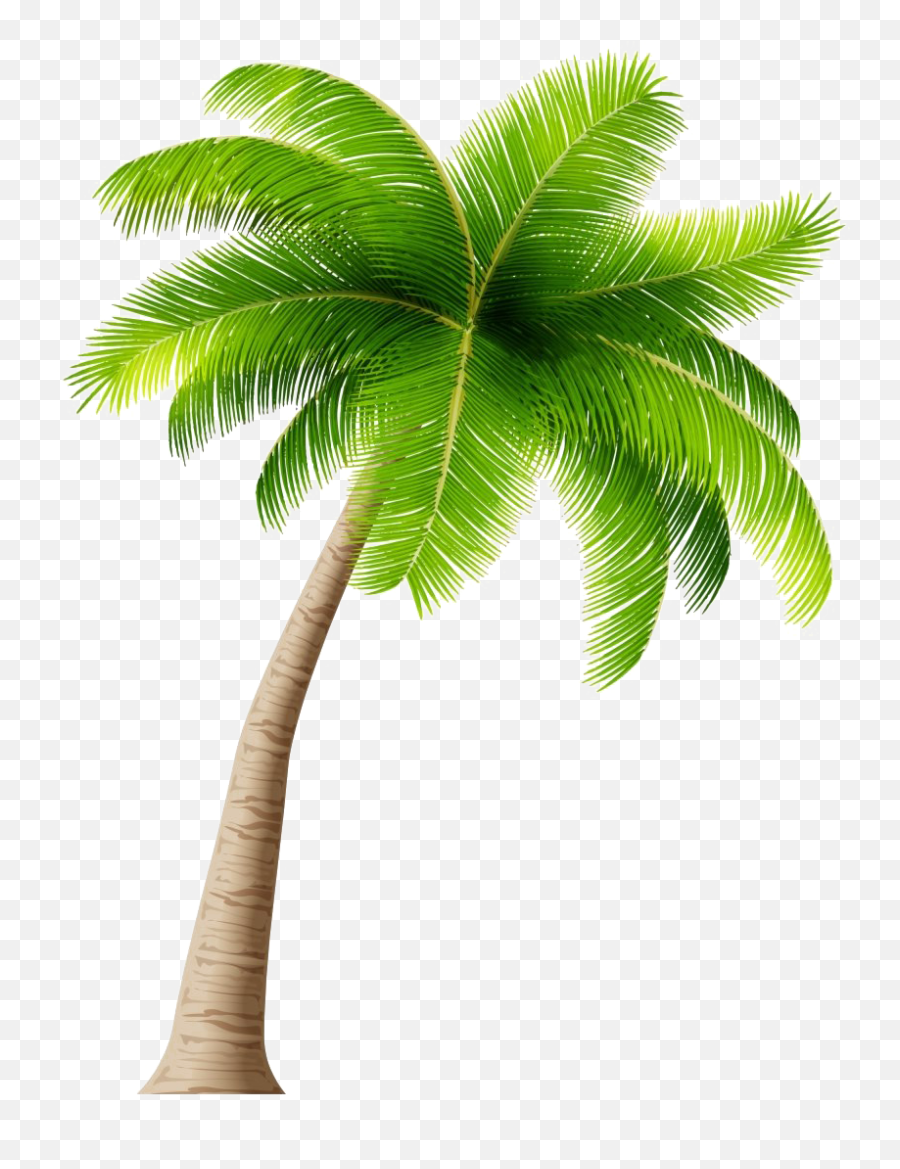 Tropical Palm Tree Download Free Png Play - Palm Tree Clipart Transparent Background,Tropical Png