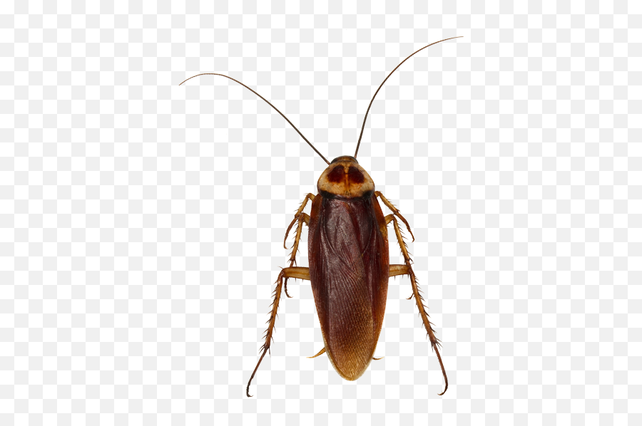 German Cockroach Pest Control And Exterminator In Las Vegas - Cockroach Png,Cockroach Transparent