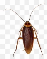 German Cockroach Pest Control And Exterminator In Las Vegas - Cockroach Png,Cockroach Transparent