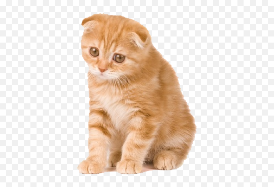 Download Free Png Kitten Clipart - Sad Orange Scottish Fold Kittens Orange,Orange Cat Png