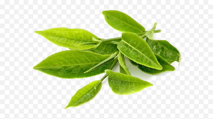 Green Tea Leaves Png 4 Image - Green Tea Leaf Png,Tea Leaves Png