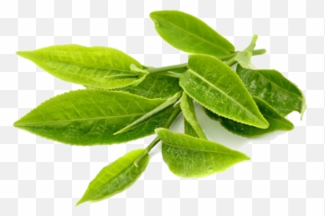 Green Tea Leaves Png 4 Image - Leaf