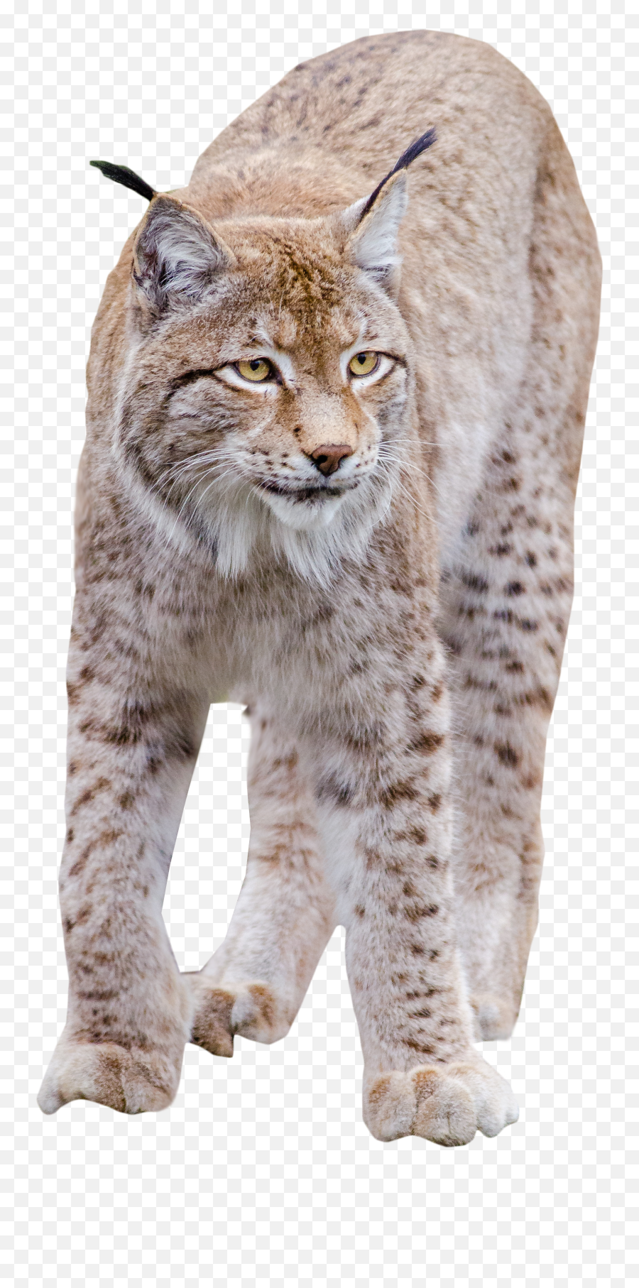 Lynx Standing Png Image - Animal Bobcat Png,Lynx Png
