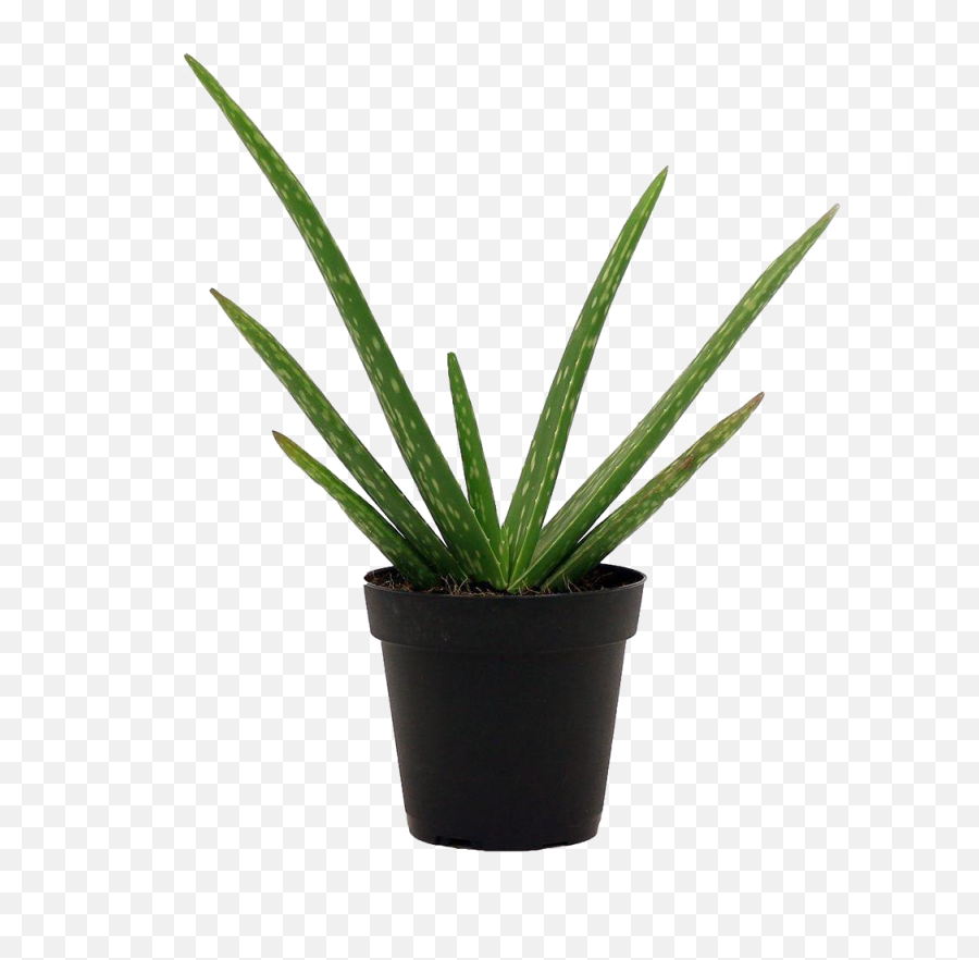 Aloe Vera Plant Png High - Quality Image Png Arts Aloe Potted Plant,Yucca Png