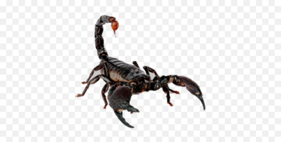 Scorpion Png Free Download 8 Images - Different Species Kind Of Bug,Png Images Download