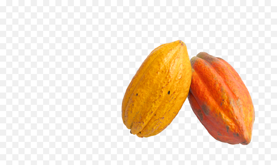 Cacao Png Image - Cacao Fruit Png,Cacao Png