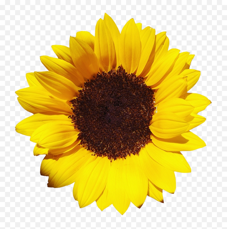 Free Sunflower Clipart Transparent - Sunflower Png,Sunflower Transparent Background