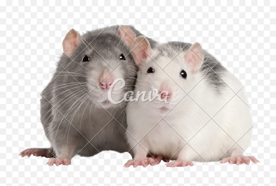 Download Hd Cute Pet Rats - Two Rats Png,Rat Png