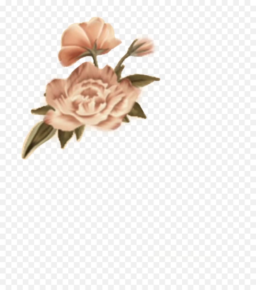 Shawnmendes Sticker By Shawn Mendes - Rosas Shawn Mendes Png,Shawn Mendes Png