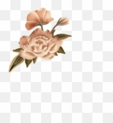 Shawnmendes Sticker By Shawn Mendes - Rosas Shawn Mendes Png,Shawn Mendes Png