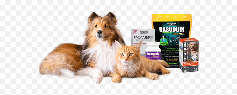 Nutramax Laboratories Inc - Shetland Sheepdog Png,Pets Png