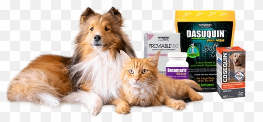 Nutramax Laboratories Inc - Shetland Sheepdog Png,Pets Png