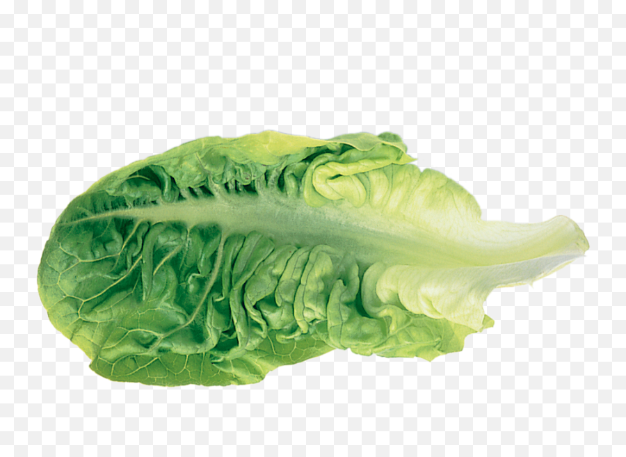 Romaine Lettuce Leaf Vegetable - Lettuce Png,Romaine Lettuce Png