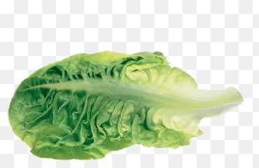 Romaine Lettuce Leaf Vegetable - Lettuce Png,Romaine Lettuce Png