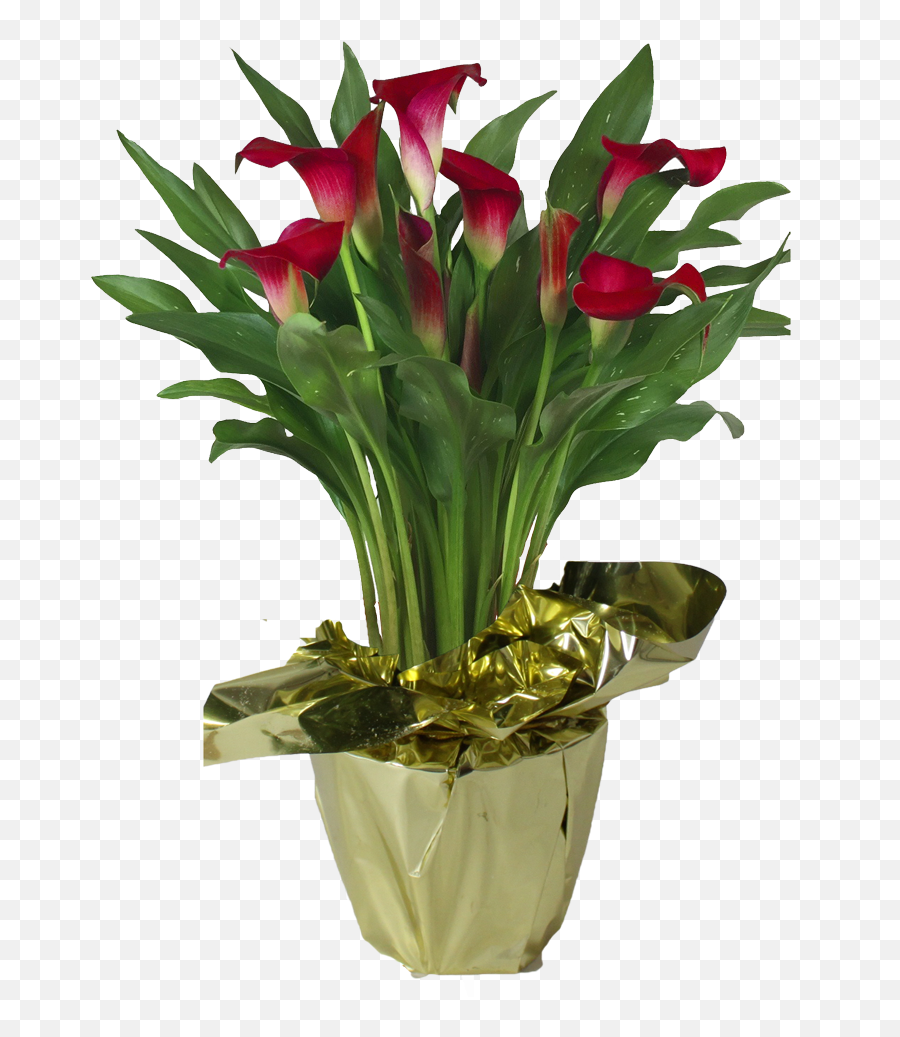 Calla Lily U2013 Consolidated Nurseries - Tulip Vase Png,Calla Lily Png
