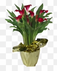 Calla Lily U2013 Consolidated Nurseries - Tulip Vase Png,Calla Lily Png