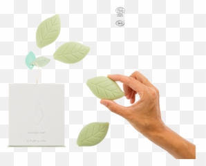 Organic Certified Leaf - Shaped Soaps Gift Set Osmeu0027 Gfl Jabones En Forma De Hoja Png,Soap Png