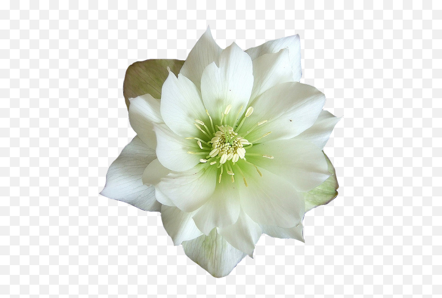 Download Hd Green And White Flower - Flower Transparent Png Hellebore Png,Green Flower Png