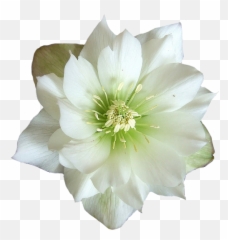 Download Hd Green And White Flower - Flower Transparent Png Hellebore Png,Green Flower Png