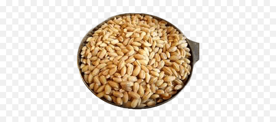 Search Results For Wheat Png Hereu0027s A Great List Of - Milling Wheat,Grains Png