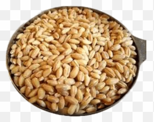 Search Results For Wheat Png Hereu0027s A Great List Of - Milling Wheat,Grains Png