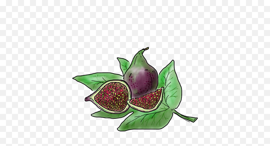 Black Mission Fig - Superfood Png,Fig Png