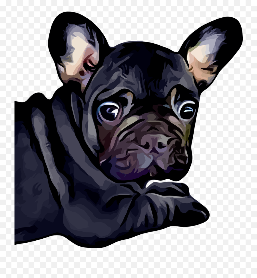 French Bulldog Dog Puppy - Fransk Bulldog Tegning Png,French Bulldog Png