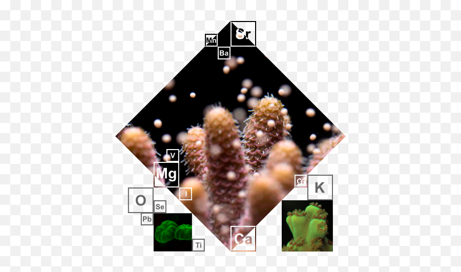 Triton Lab - Reef Png,Laboratory Information System Icon For Results
