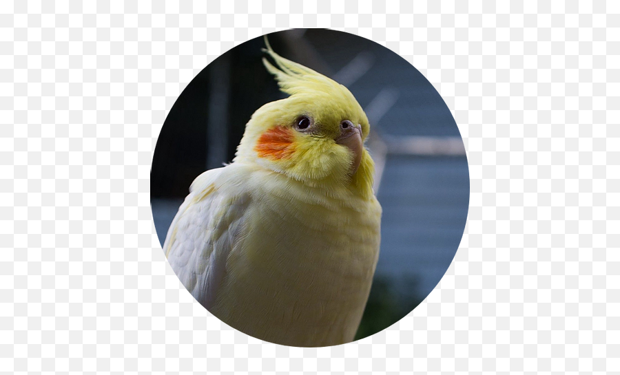 Walden Wildlife Wandering - Cockatiel Png,Cockatiel Icon