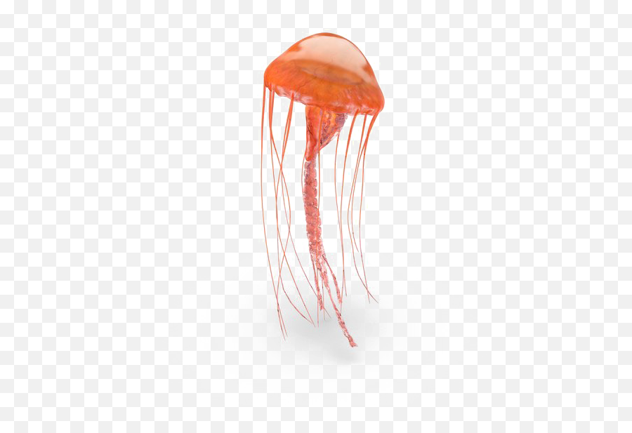 Jellyfish Png Pic - Jellyfish,Transparent Jellyfish