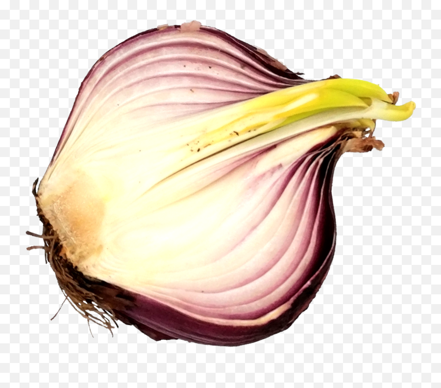 Sliced Onion Png Transparent Onlygfxcom - Red Onion,Onion Png