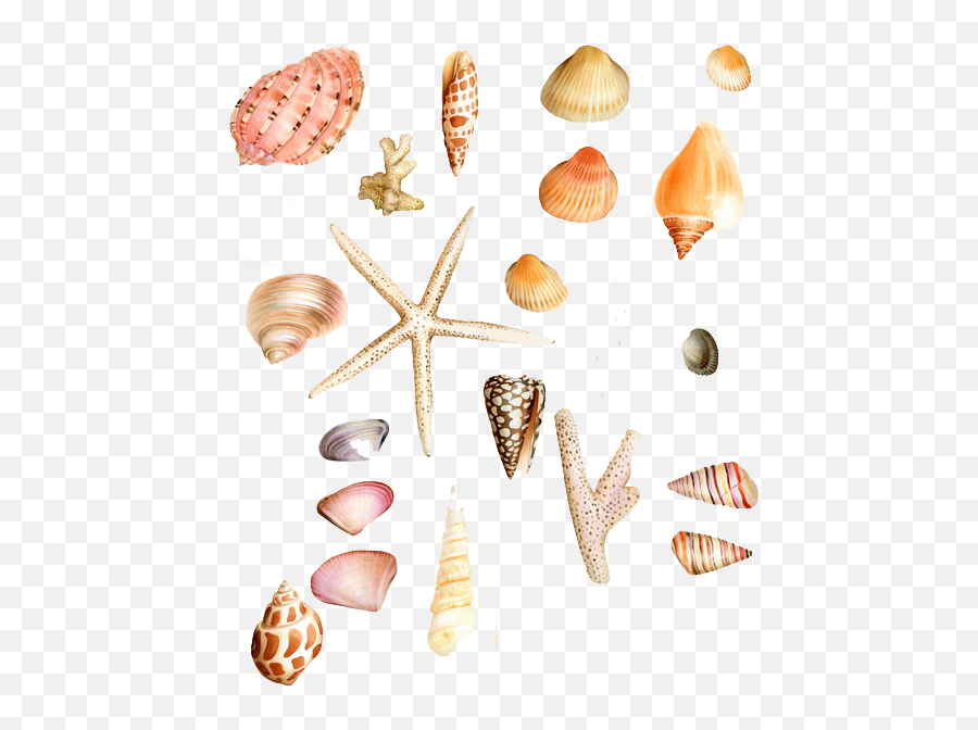 Download Hd Seashell Clip Art - Shell Transparent Png Image Seashell,Sea Shell Png