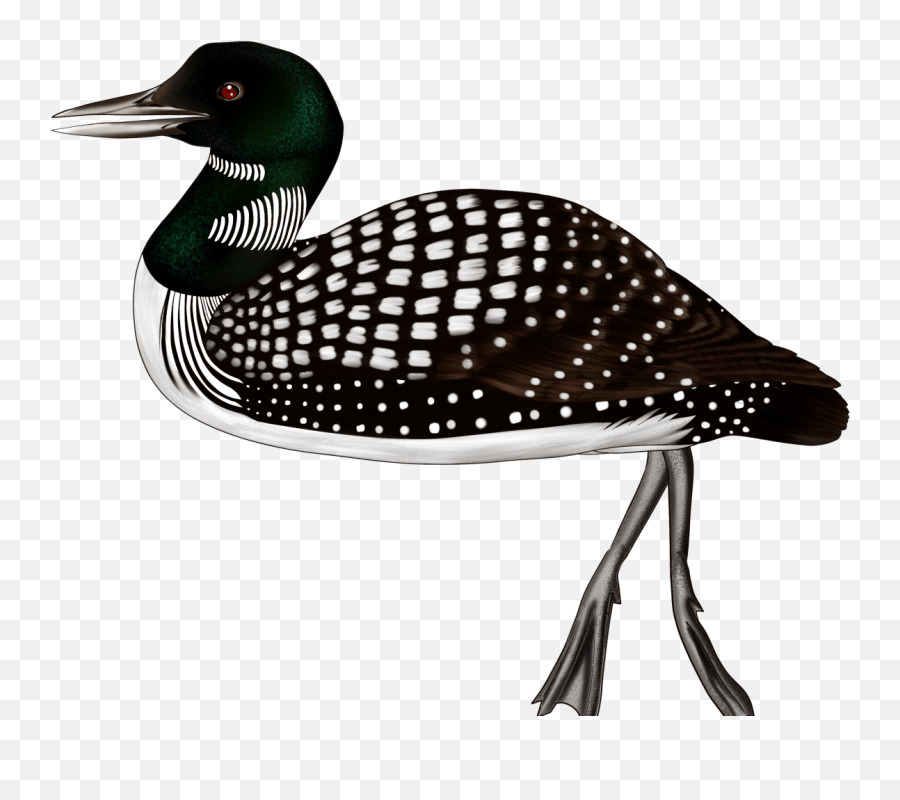 Save Musmuki A Journey In The Amazon Forest Indiegogo - Common Loon Png,Araucaria Tree Brazil Icon