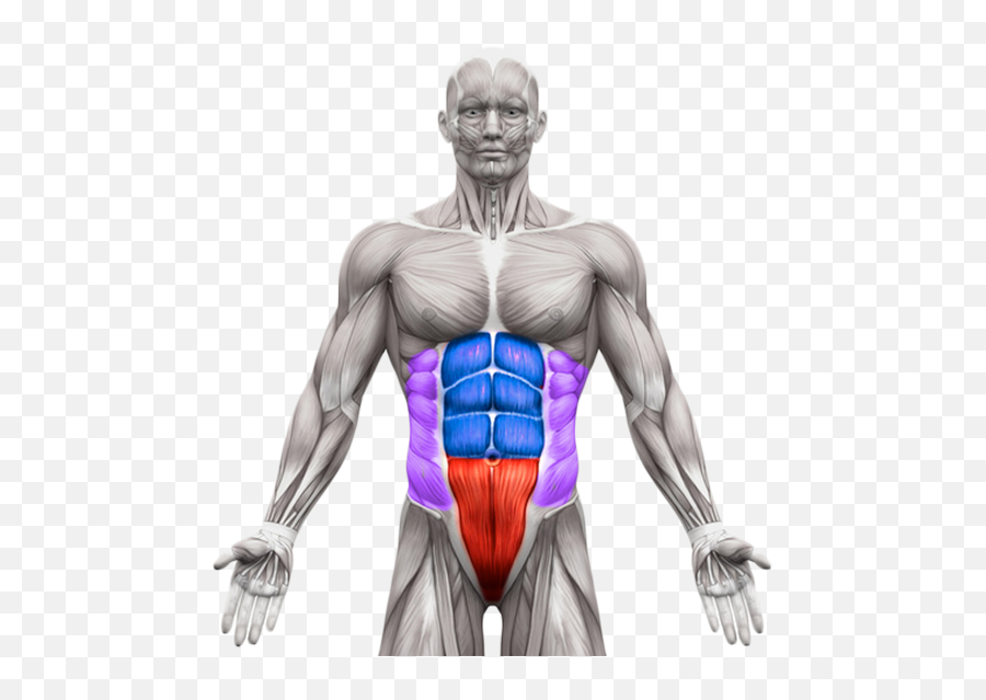 Core Abs Workout Plan - Core4 Ab Training System Athleanx Muscle Abs Png,Abs And Chest Icon