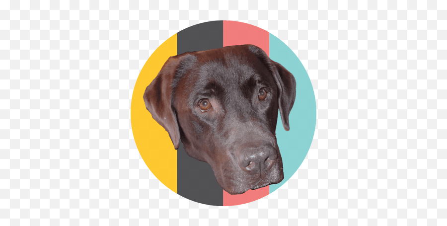 Fundogland Png Labrador Retriever Icon