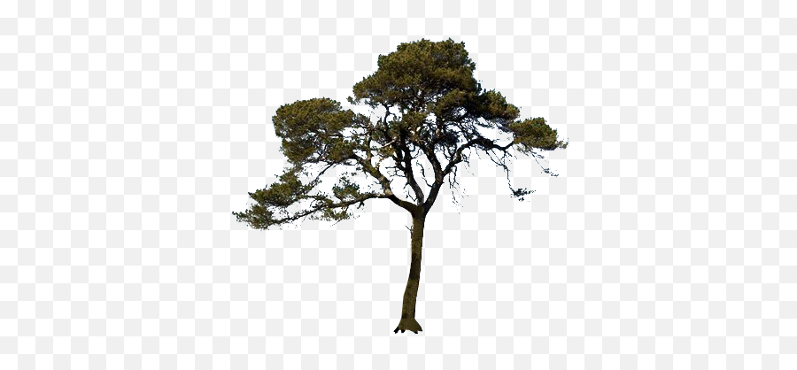 Icon Pine Tree Png - Scots Pine Tree Png,Tall Tree Png