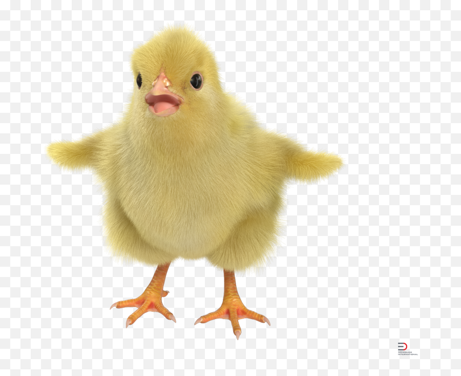 Chick With Fur Royalty - 3d Chick Png,Chick Png