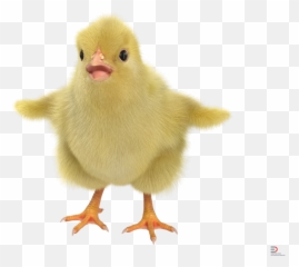 Chick With Fur Royalty - 3d Chick Png,Chick Png