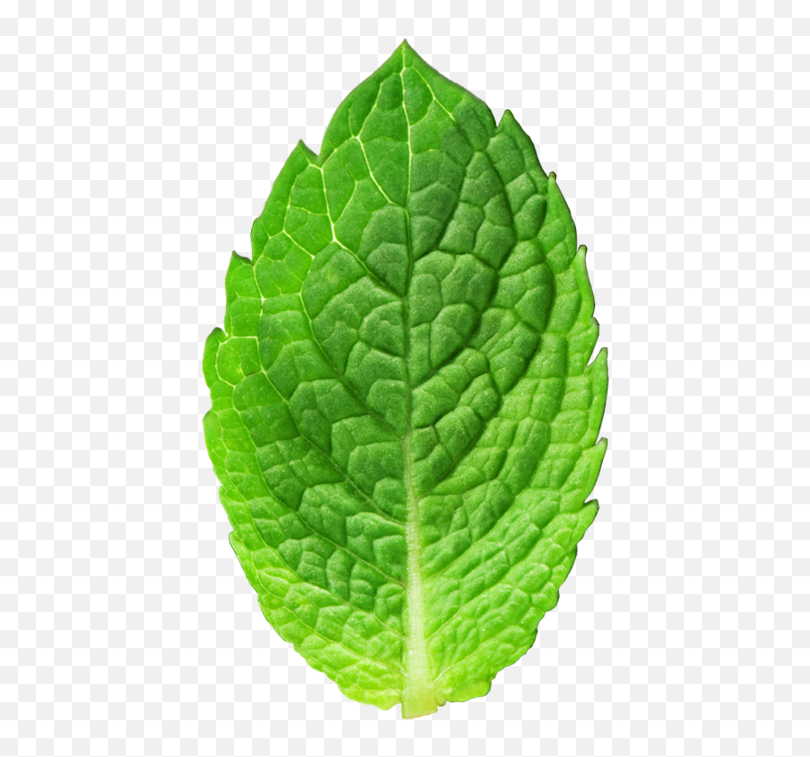 Mint Leaf Material Texture - Transparent Background Mint Leaf Png,Mint Leaf Png