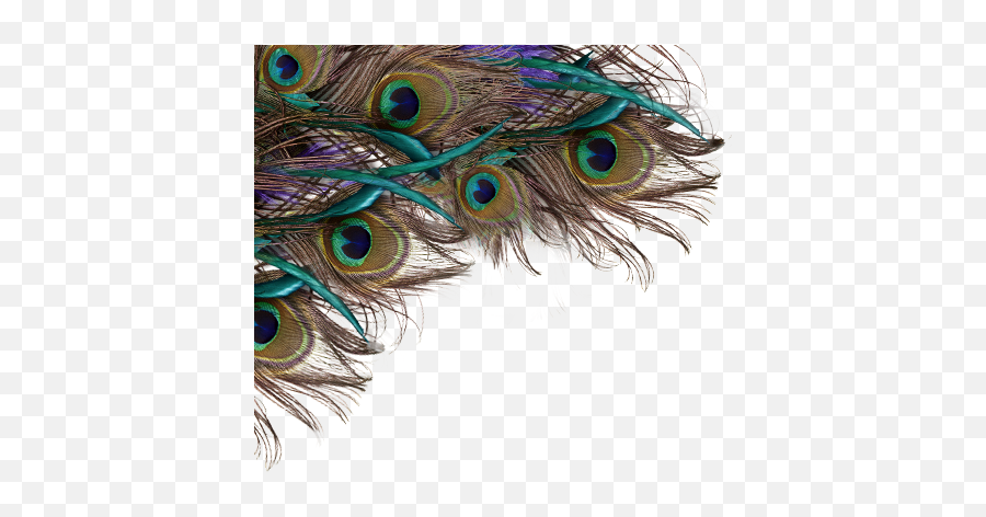 Peacock Feather Background Png Free - Peacock Feather Hd Png,Feather Transparent Background
